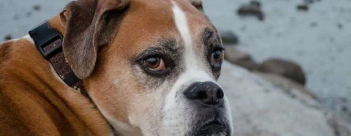 Romeo the boxer dog and his Bucket List at the end of the journey agains cancer