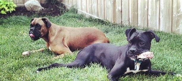 Mylo and Chico the boxers enjoying a meaty raw bone as part of their diet.