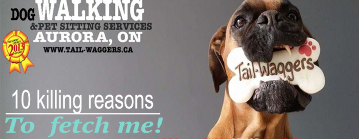 10 killing reasons to fetch Tail-Waggers Dog Walkers & Pet Sitters in Aurora and Toronto