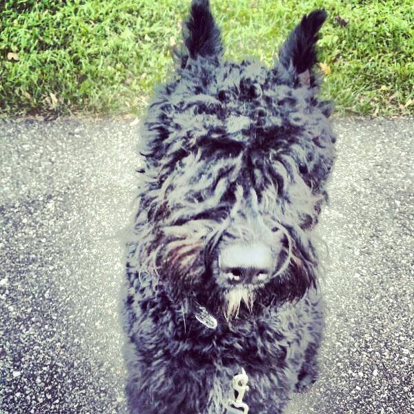 Love Your Pet Day Facts | Aly the bouvier receiving TLC from her dog walkers 