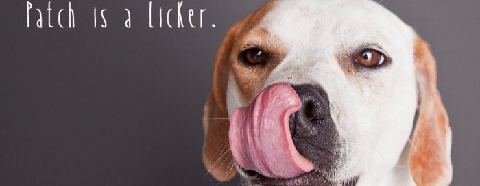 Tail-Waggers Toronto & Aurora #SEXYSATURDAY column | Patch the beagle & Bunch We Lunch With Photography