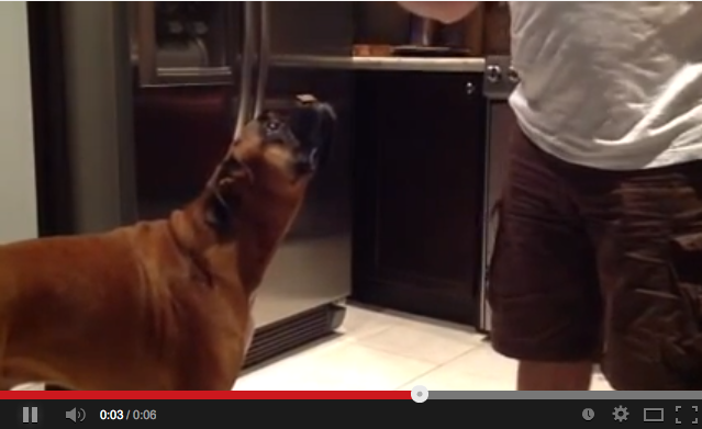 Mylo the boxer doing a dog trick: "FREEZE" 