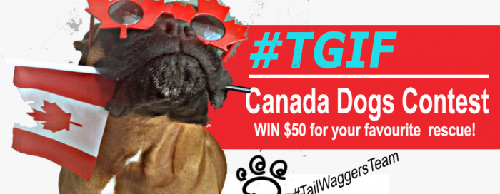 #TGIF Canada Dogs Contest. Tail-Waggers Toronto Dog Walkers. Enter to win $50 for your favourite rescue plus some Hero Dehydrated Dog Treats for your dog!