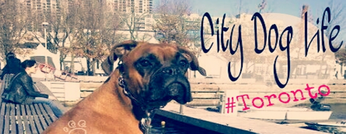 {Dogs and Condos in Toronto} Dog City Life Condo Living: Top 5 Manners for Dogs & Humans