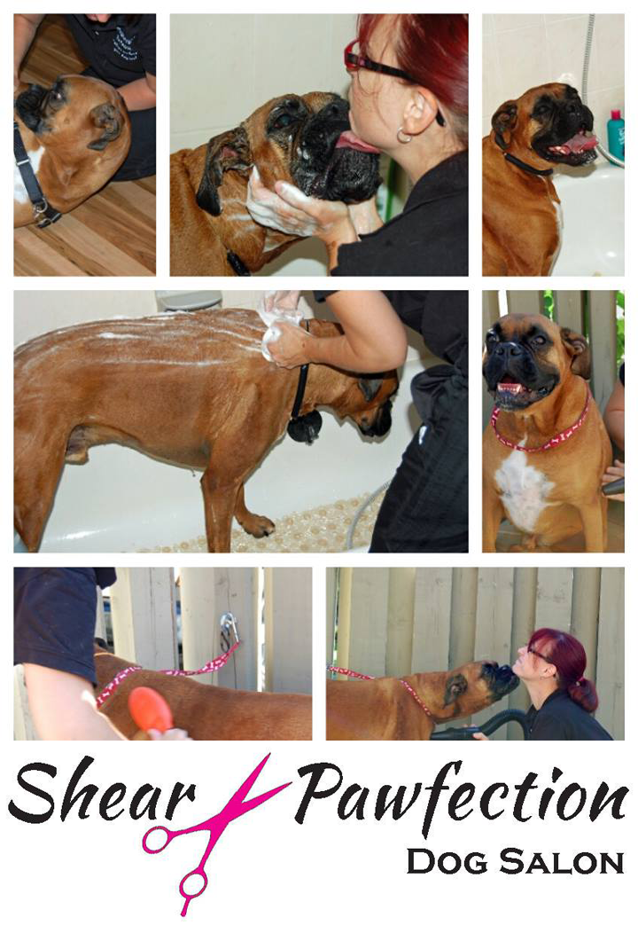 Shear-Paw-fection-Dog-Salon-Newmarket-Review by Tail-Waggers Dog Walkers in Toronto & Aurora 