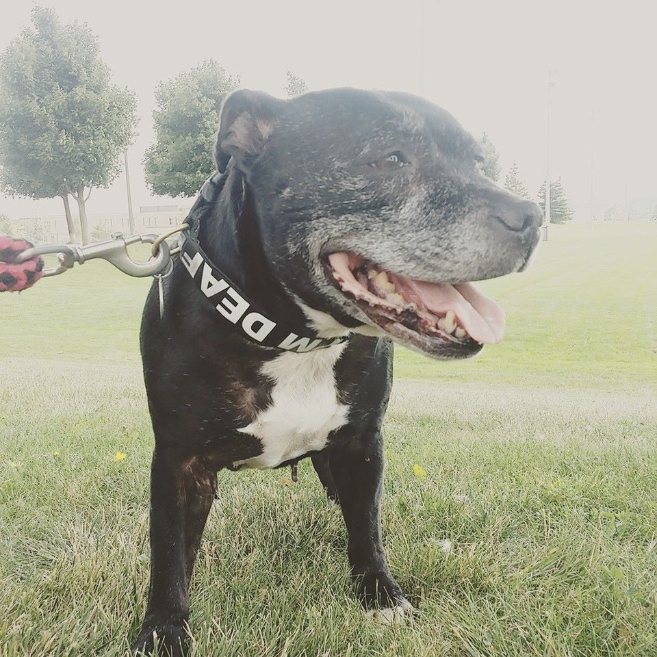 Roxy-the-dog-is-deaf-senior-tail-waggers-dog-walkers-Aurora