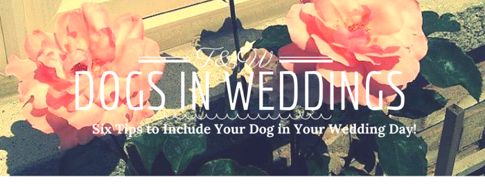 LOVE @ Tail-Waggers Weddings in Toronto Dog Wedding Attendant