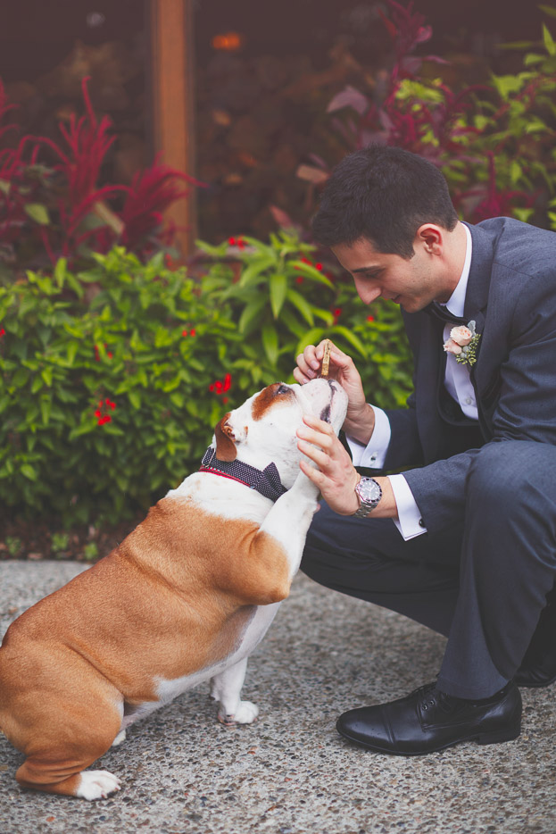 Give me a paw! Dogs in Weddings: Enzo Celebrating with Danielle & Frank 