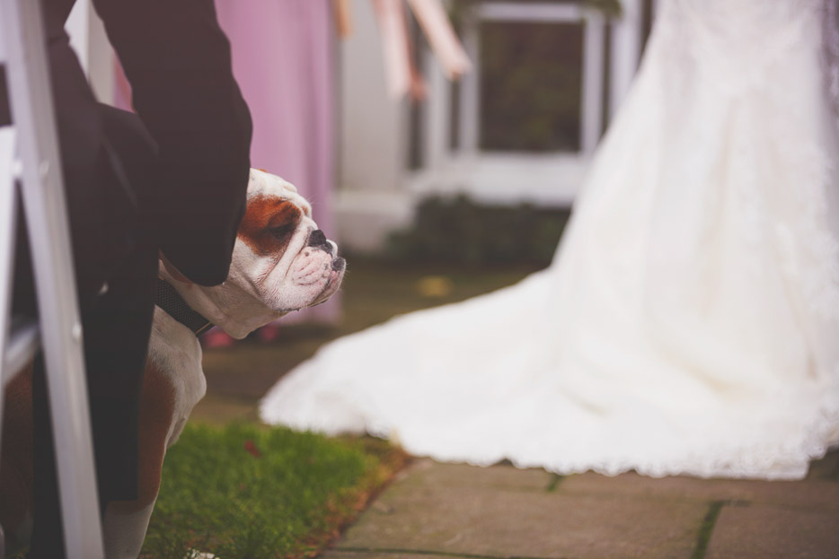 My humans got married!   Dogs in Weddings: Enzo Celebrating with Danielle & Frank 