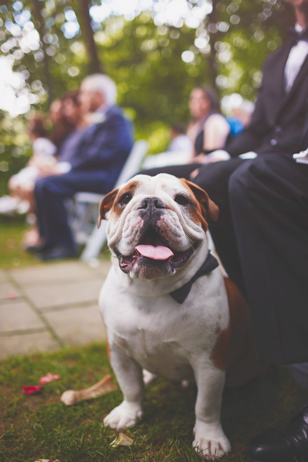 My humans got married!   Dogs in Weddings: Enzo Celebrating with Danielle & Frank 