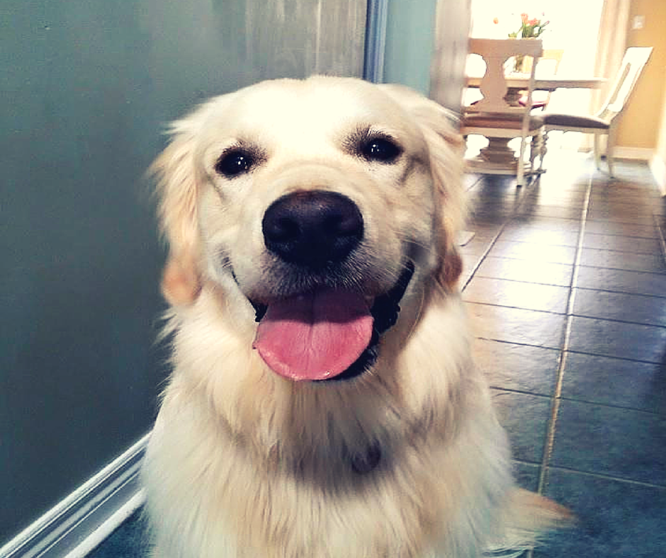 Golden Retriever inside a home