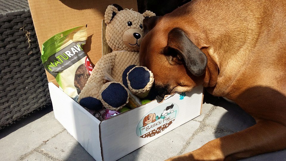 Mylo diving into The Bark'N Fun Company box 